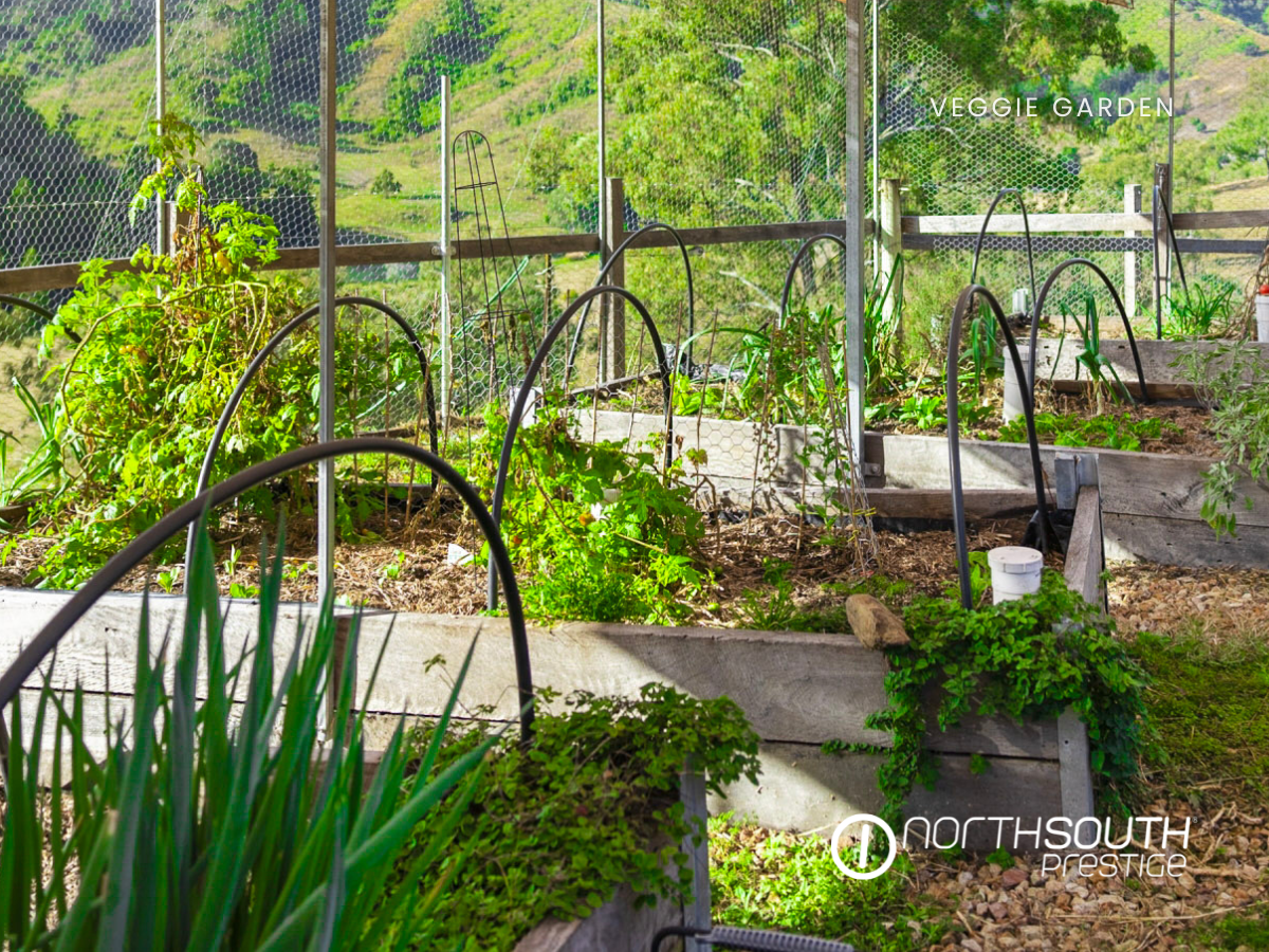 Vegetable garden in sustainable rural real estate QLD Scenic Rim property.