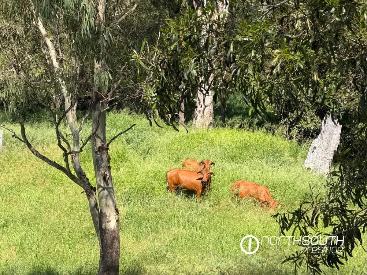 Cattle 2 - 176 Spring Creek Road, Running Creek web.jpg