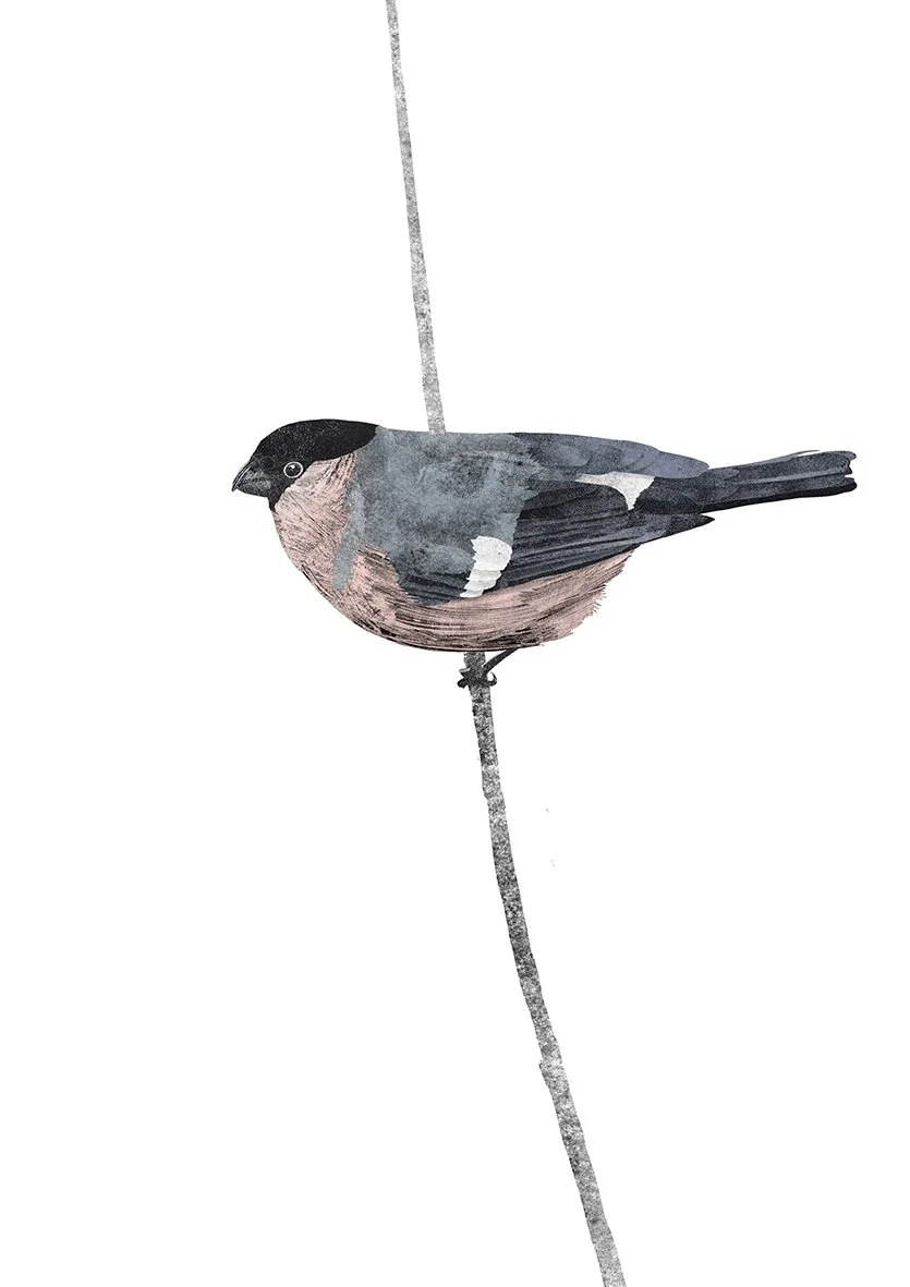 bullfinch final small.jpg