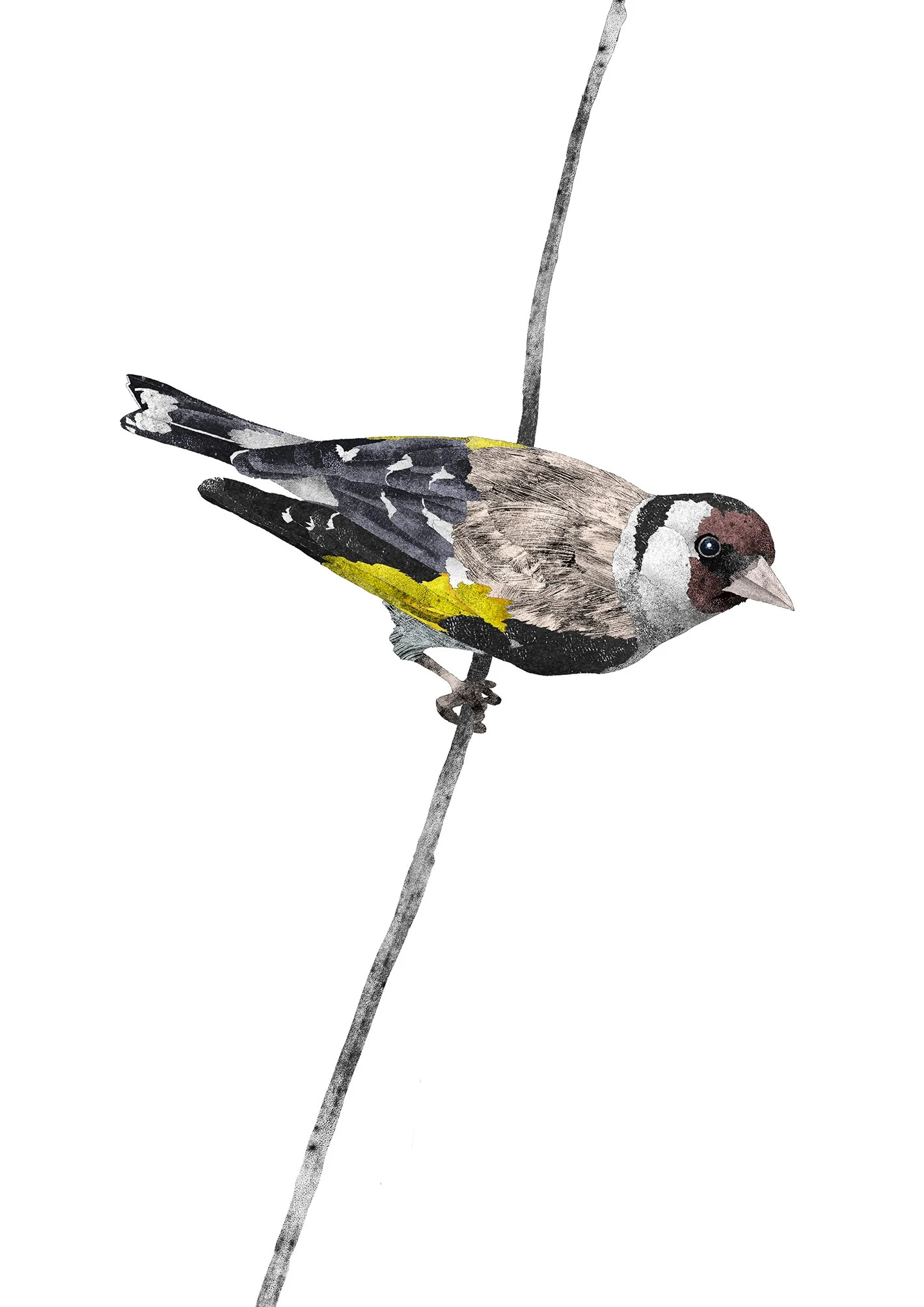 goldfinch small.jpg