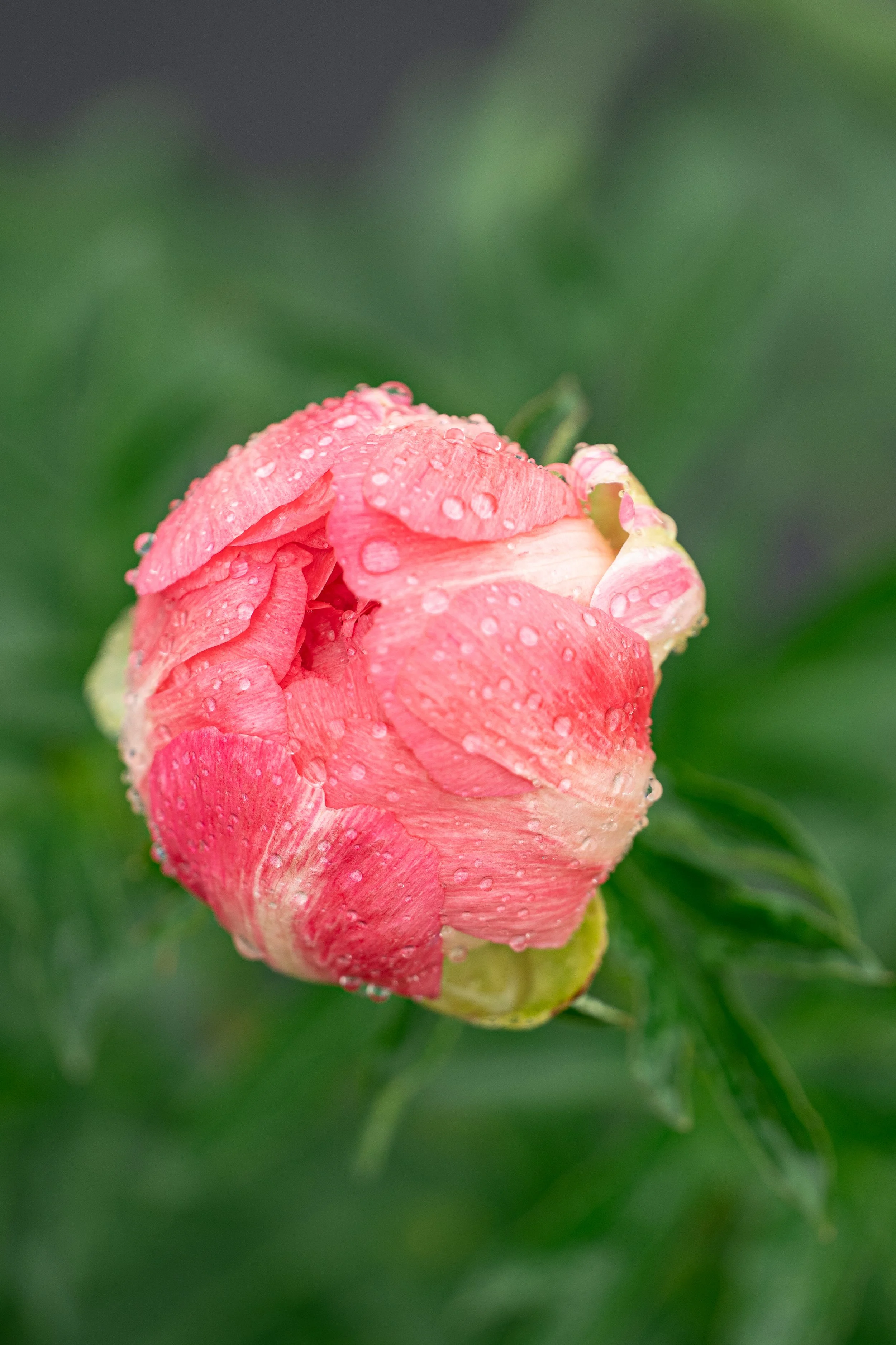 DSC_8903.jpg