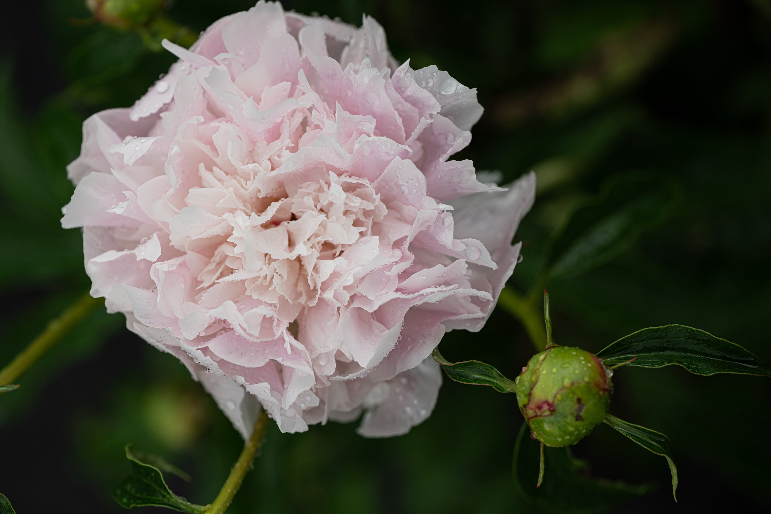 DSC_9217.jpg