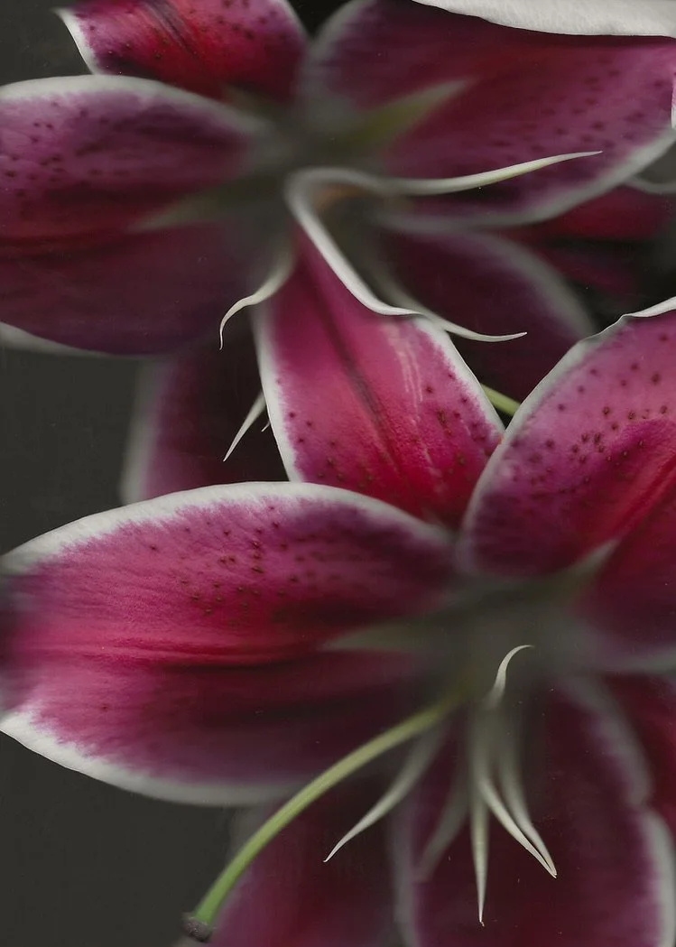 Plant &amp; Flower Allies