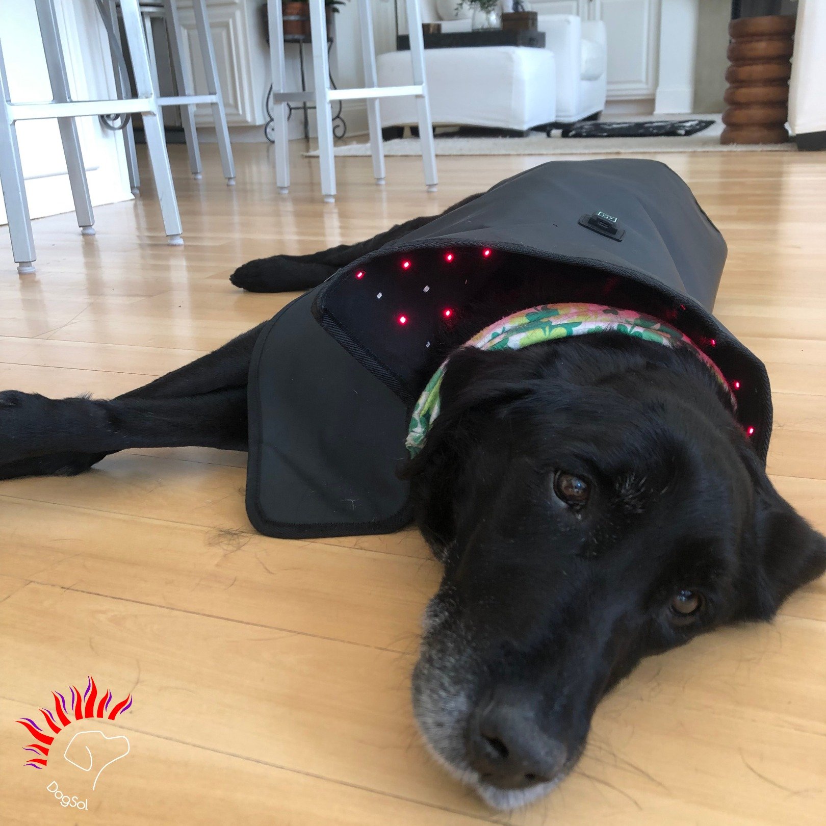 Red Light Therapy: The missing piece to your rehabilitation program.

Working dogs are athletes, and they should be treated as such!

We are located in Louisiana and so we see lots and lots of sporting and hunting dogs. These dogs are incredible - fr