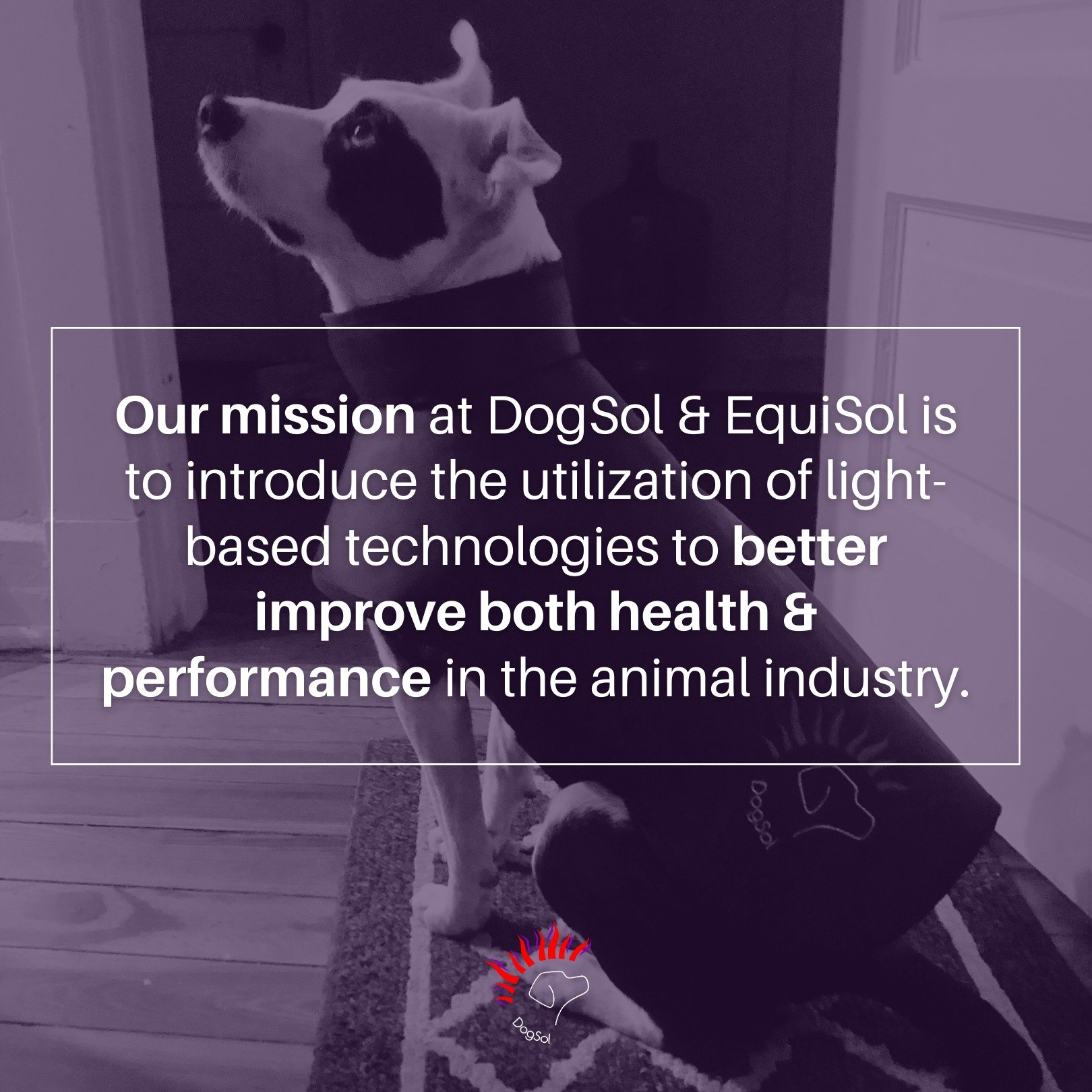 Our mission at DogSol &amp; EquiSol is to introduce the utilization of light-based technologies to better improve both health and performance in the animal industry.

Together with our American manufacturers, scientific research, and case studies, we