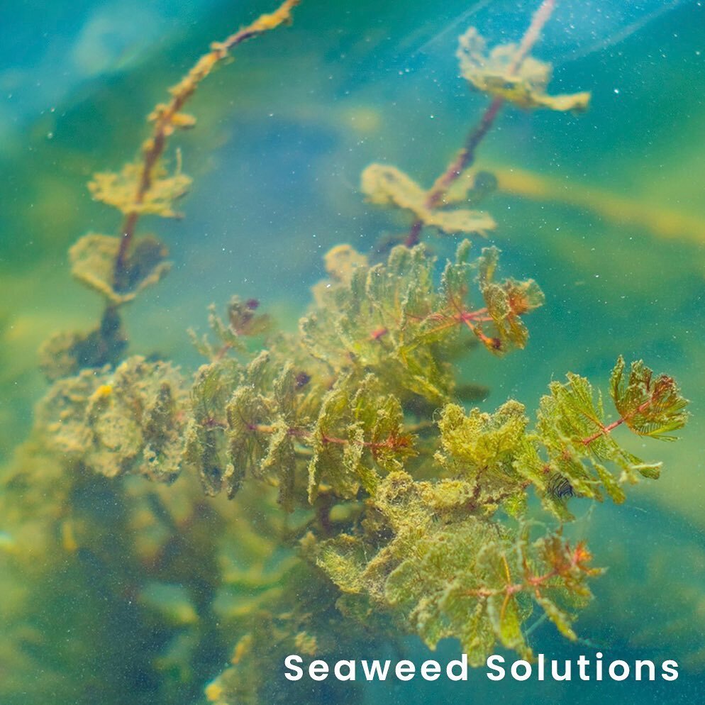 Seaweed presents itself in the climate conversation as a nature-based solution for both planet and body. 

With it&rsquo;s carbon sequestration properties and rich nutrient profile, this article published in Earthsong&rsquo;s online journal explores 