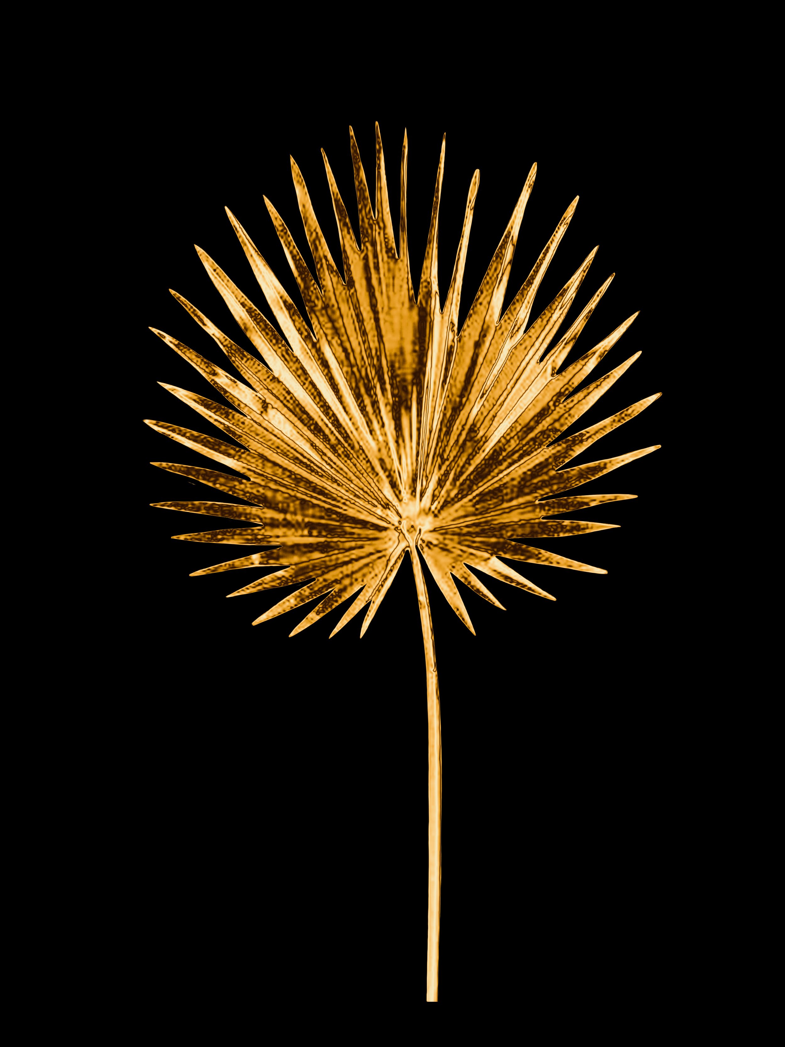 Palm black BG.jpg