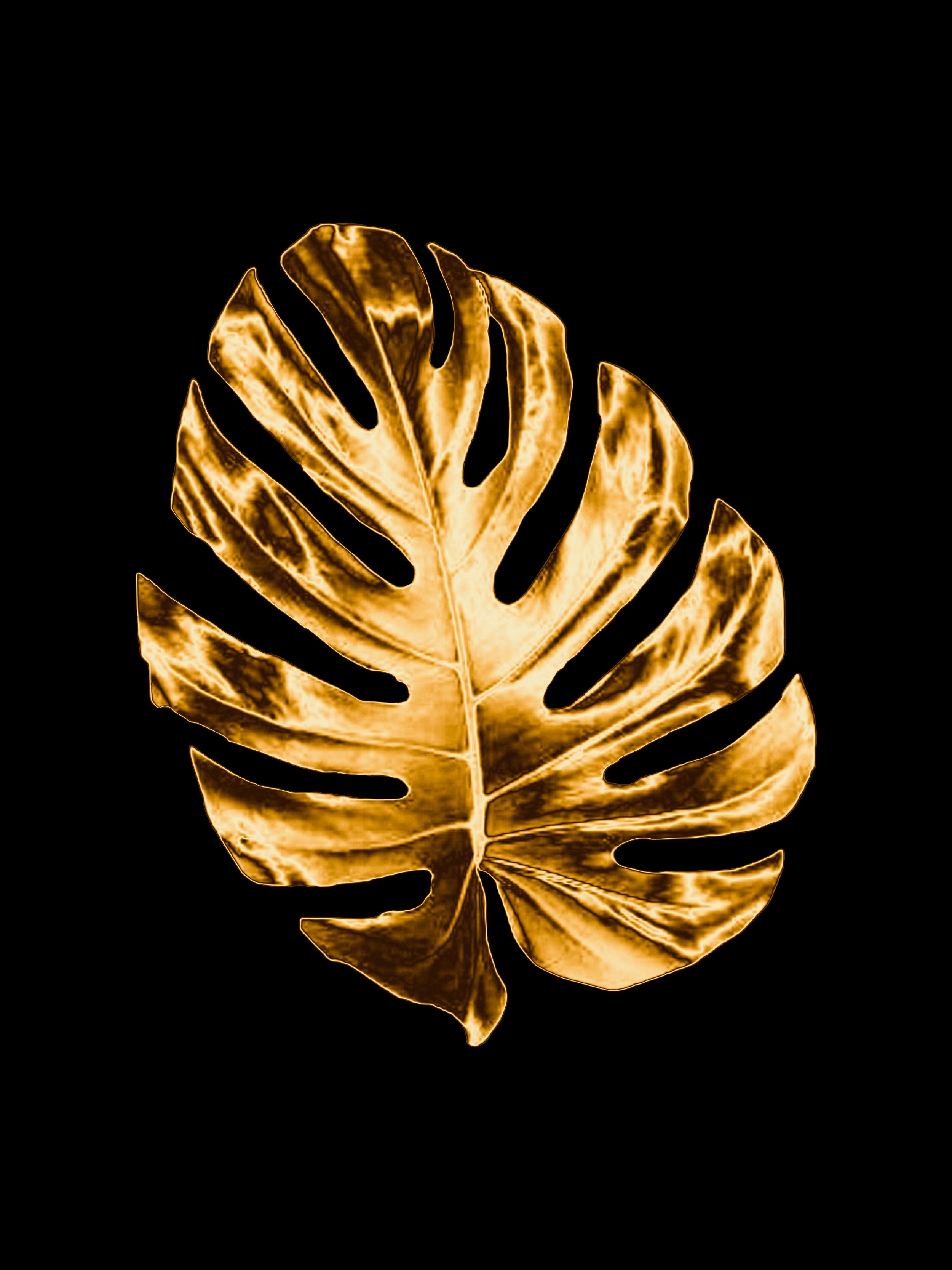 Monstera black BG.jpg