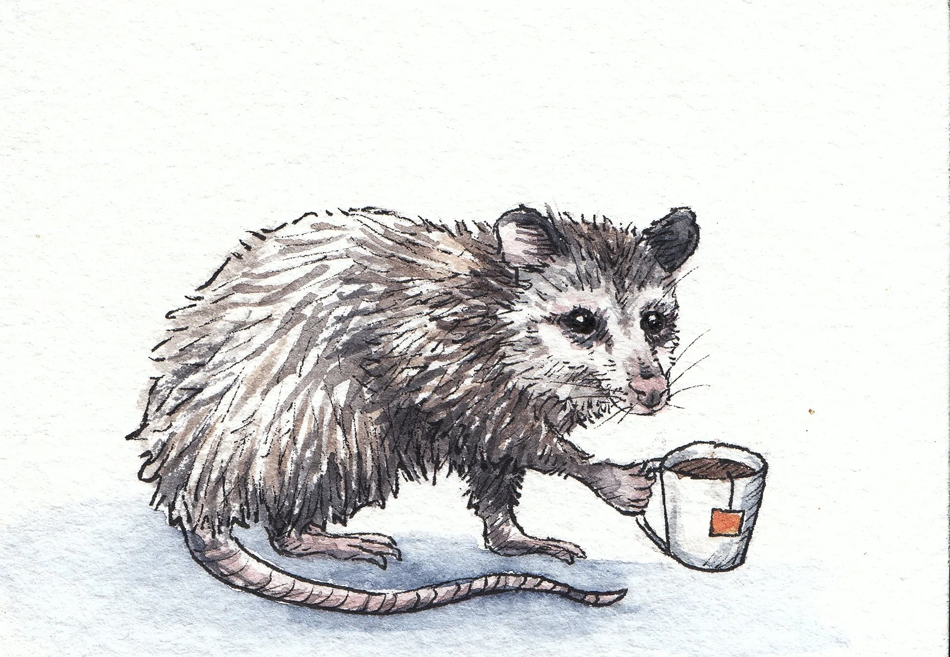 opposumtea.jpg