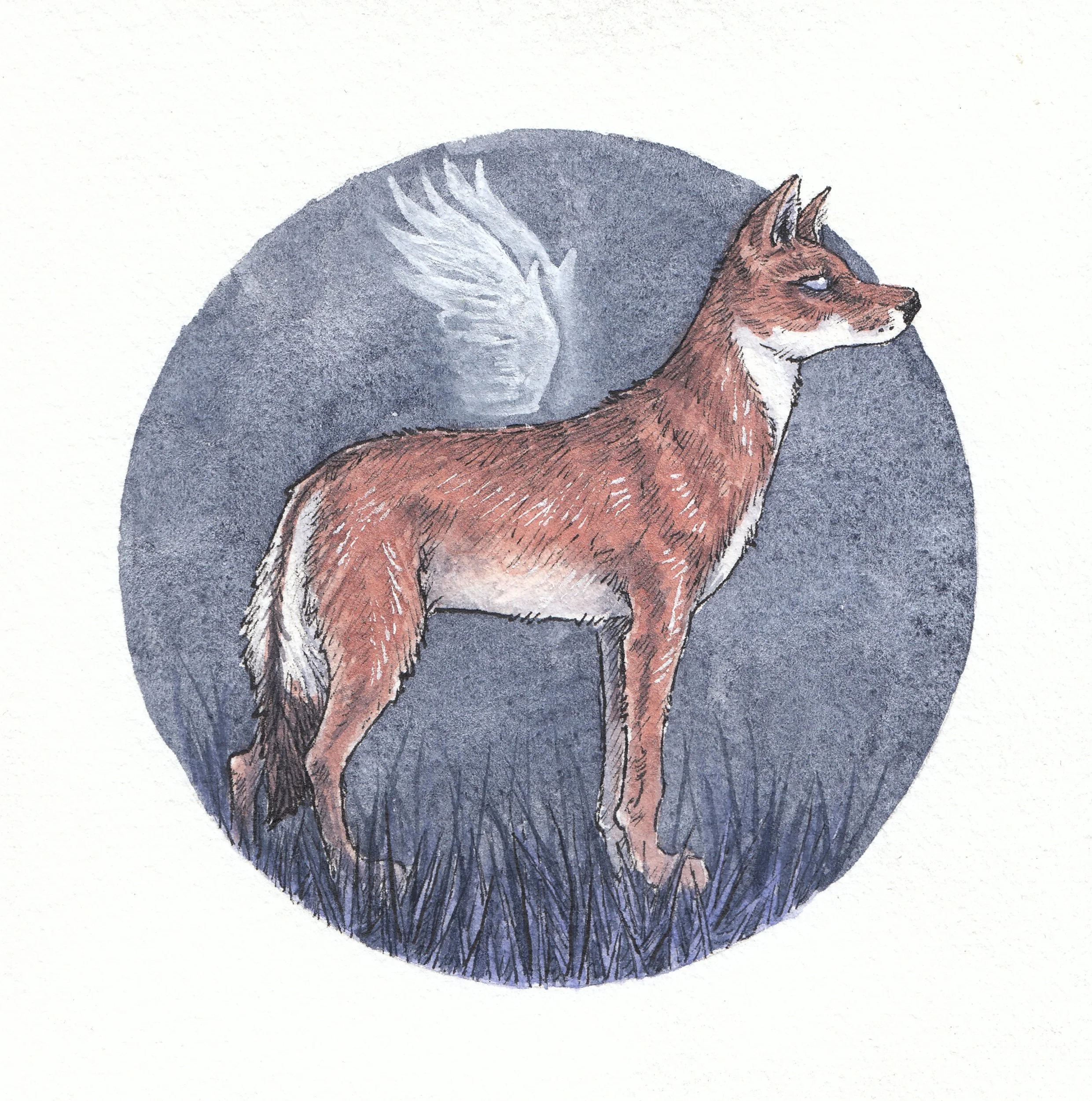 ethiopianwolf2.jpg