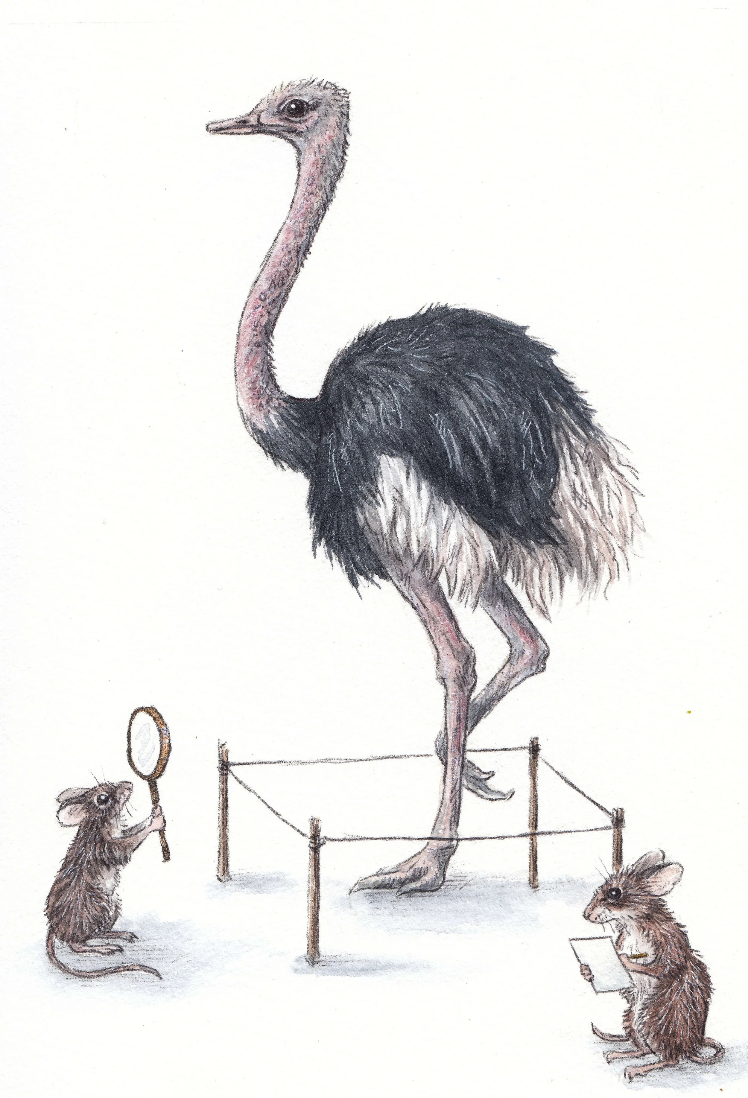 I don't understand ostriches watercolor and ink 5x7 painting