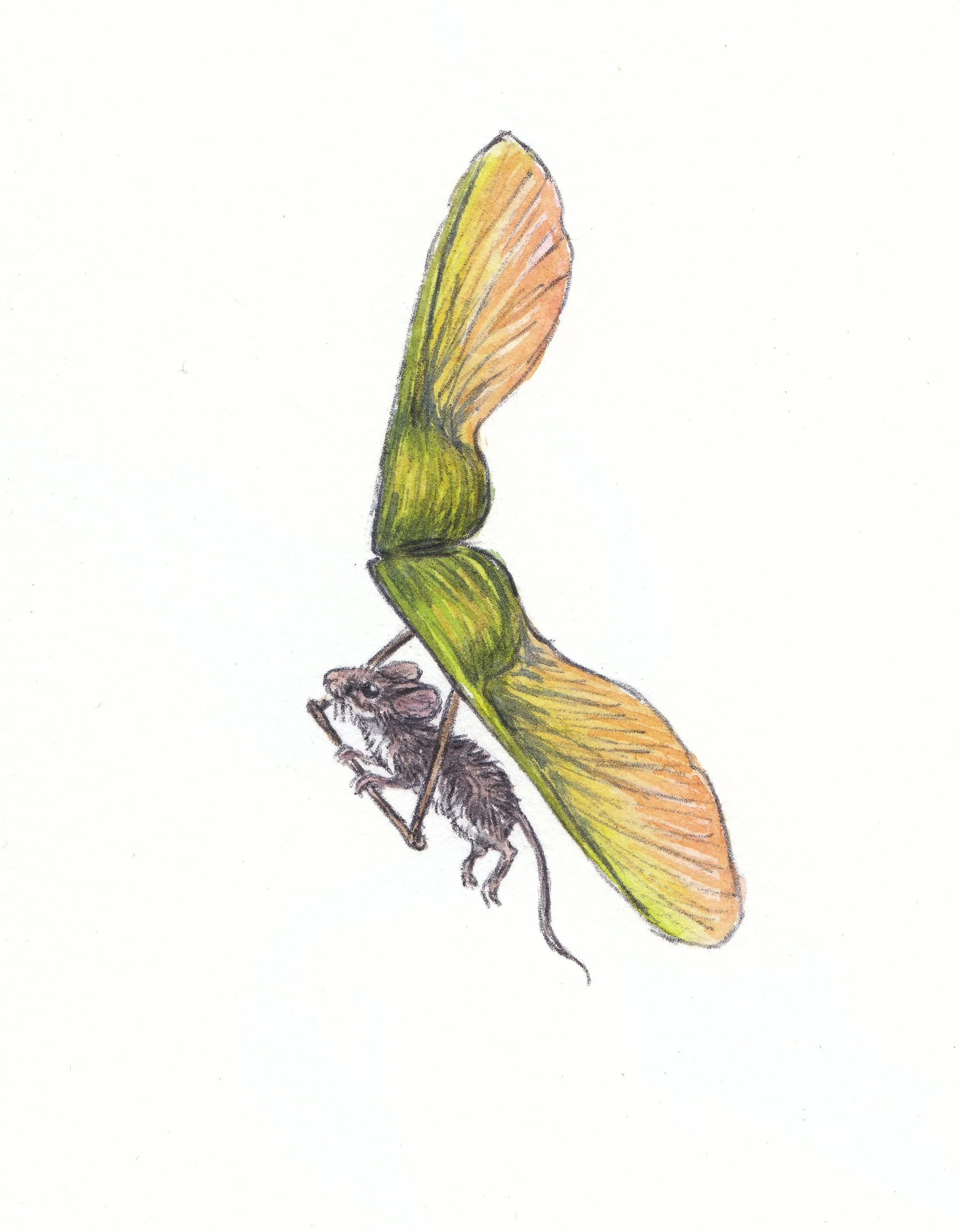 Hang gliding Mouse watercolor and ink 4x6