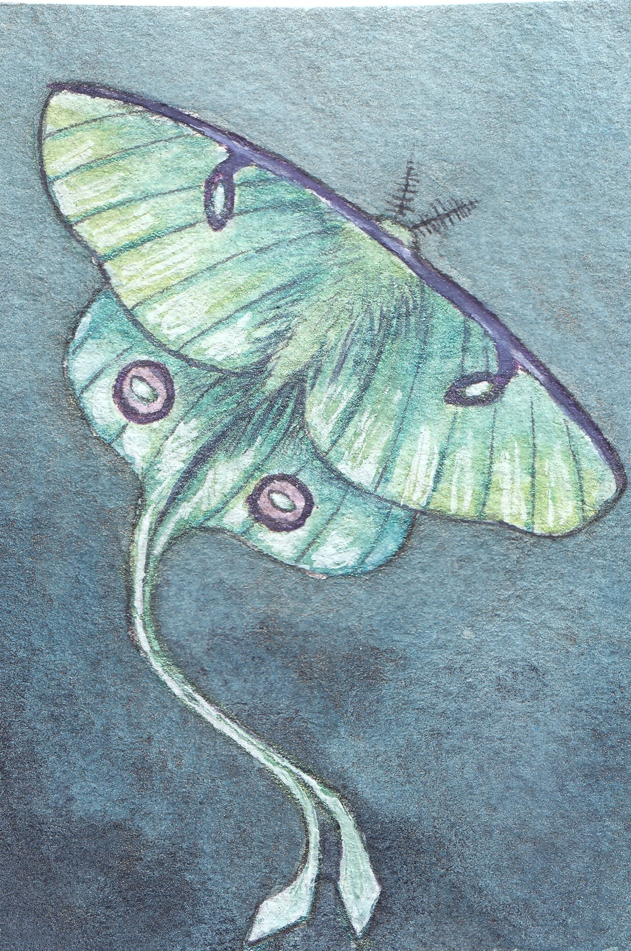 lunarmoth1.jpg