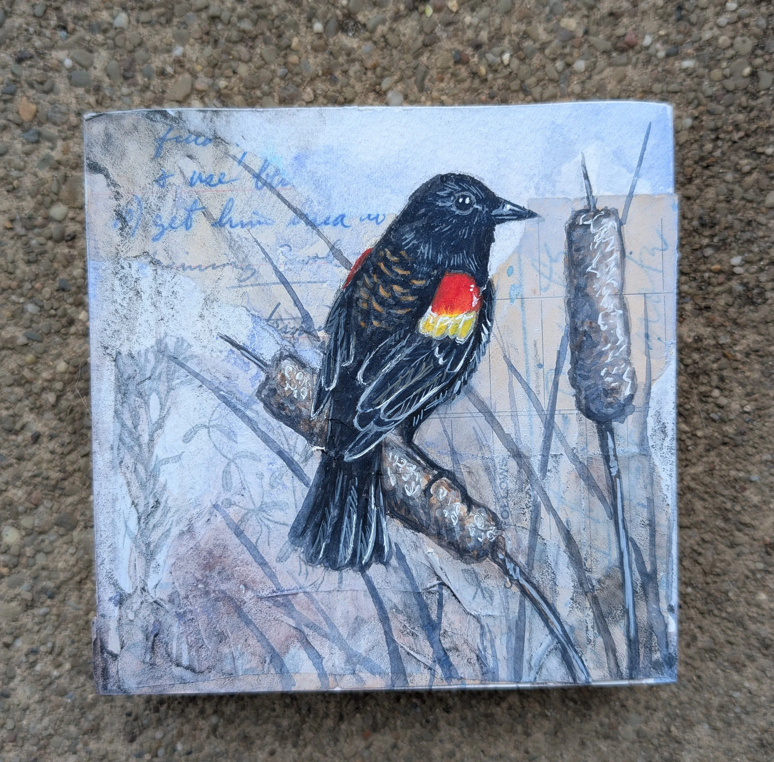 Redwing blackbird Watercolor and gouache 4x4 painting