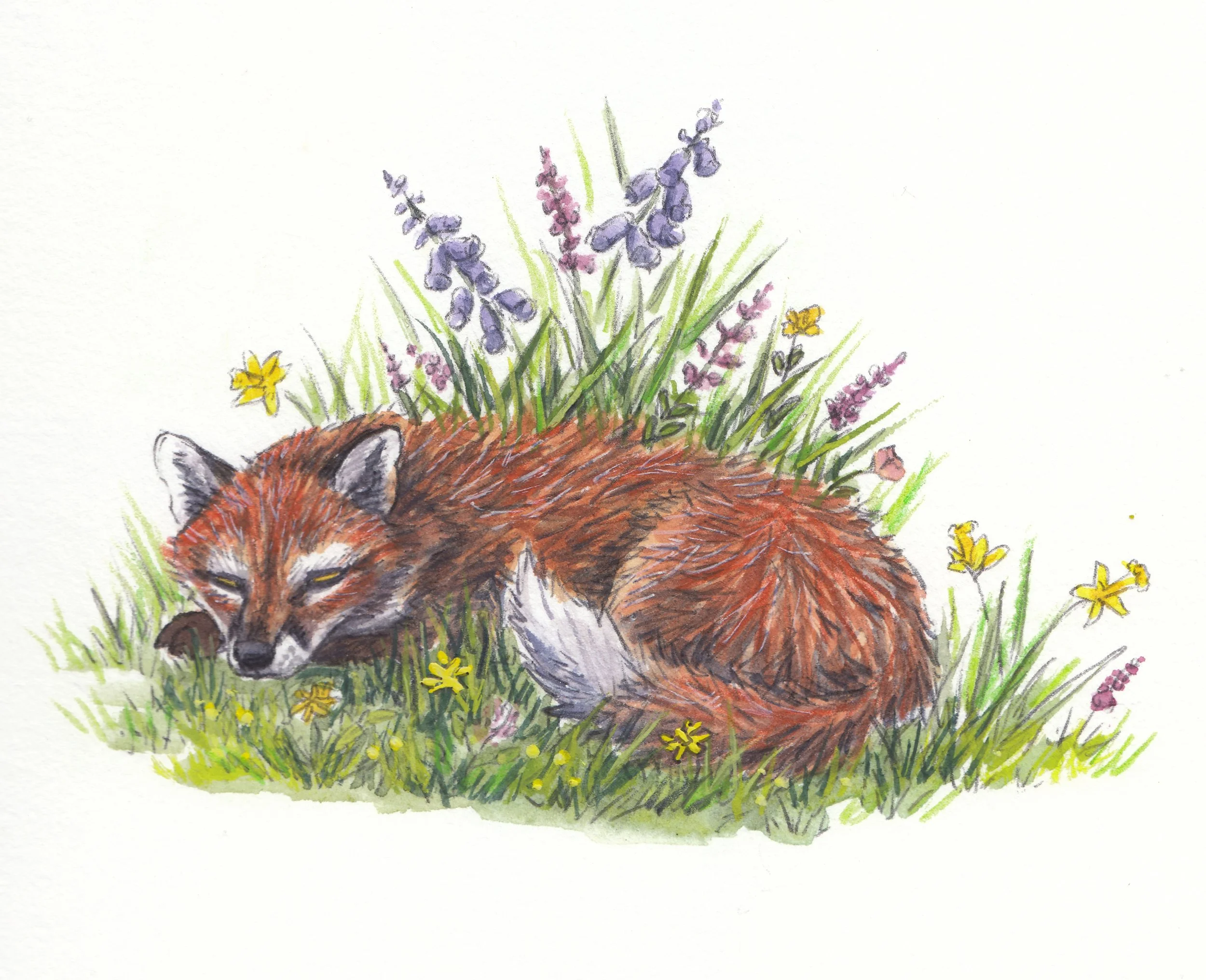 sleeping fox watercolor and ink 4x6