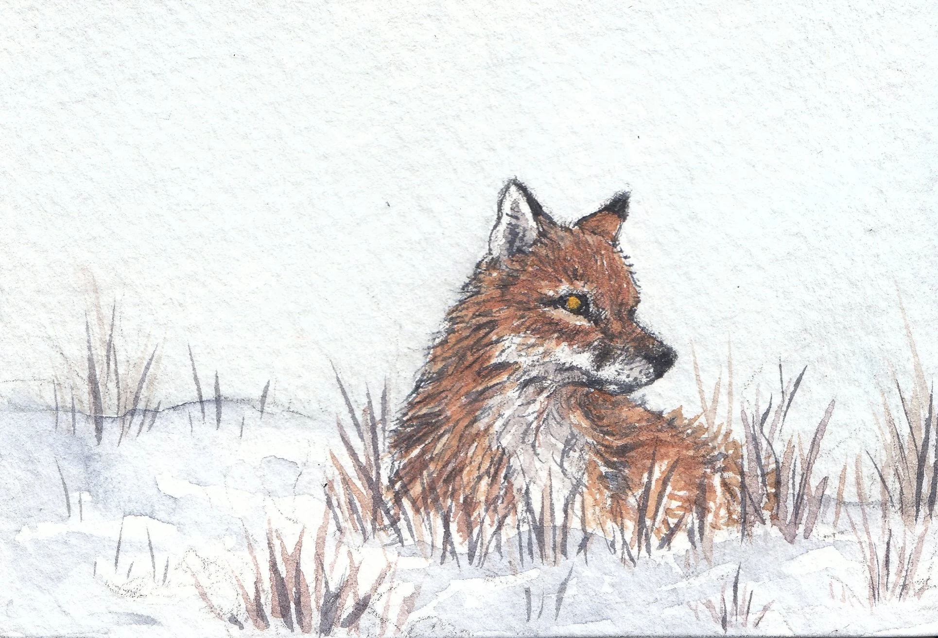 foxinthesnow2.jpg