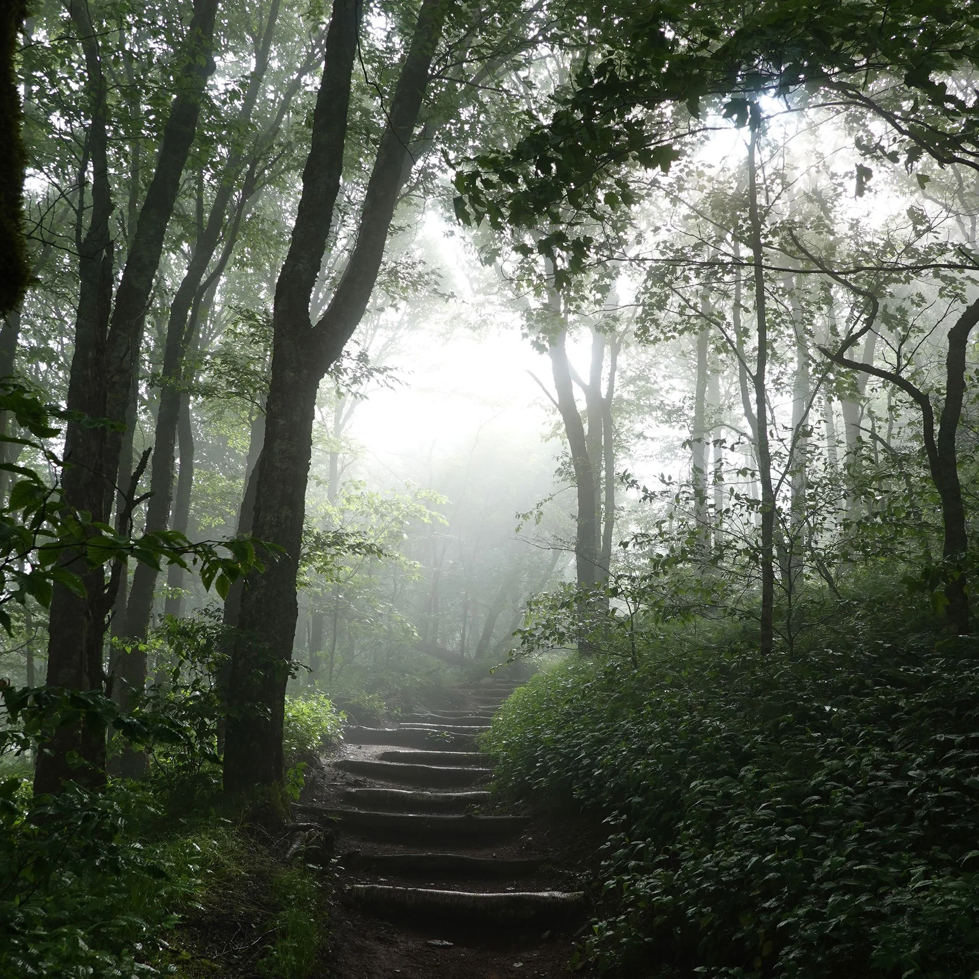 Foggy forest with wooden steps on path