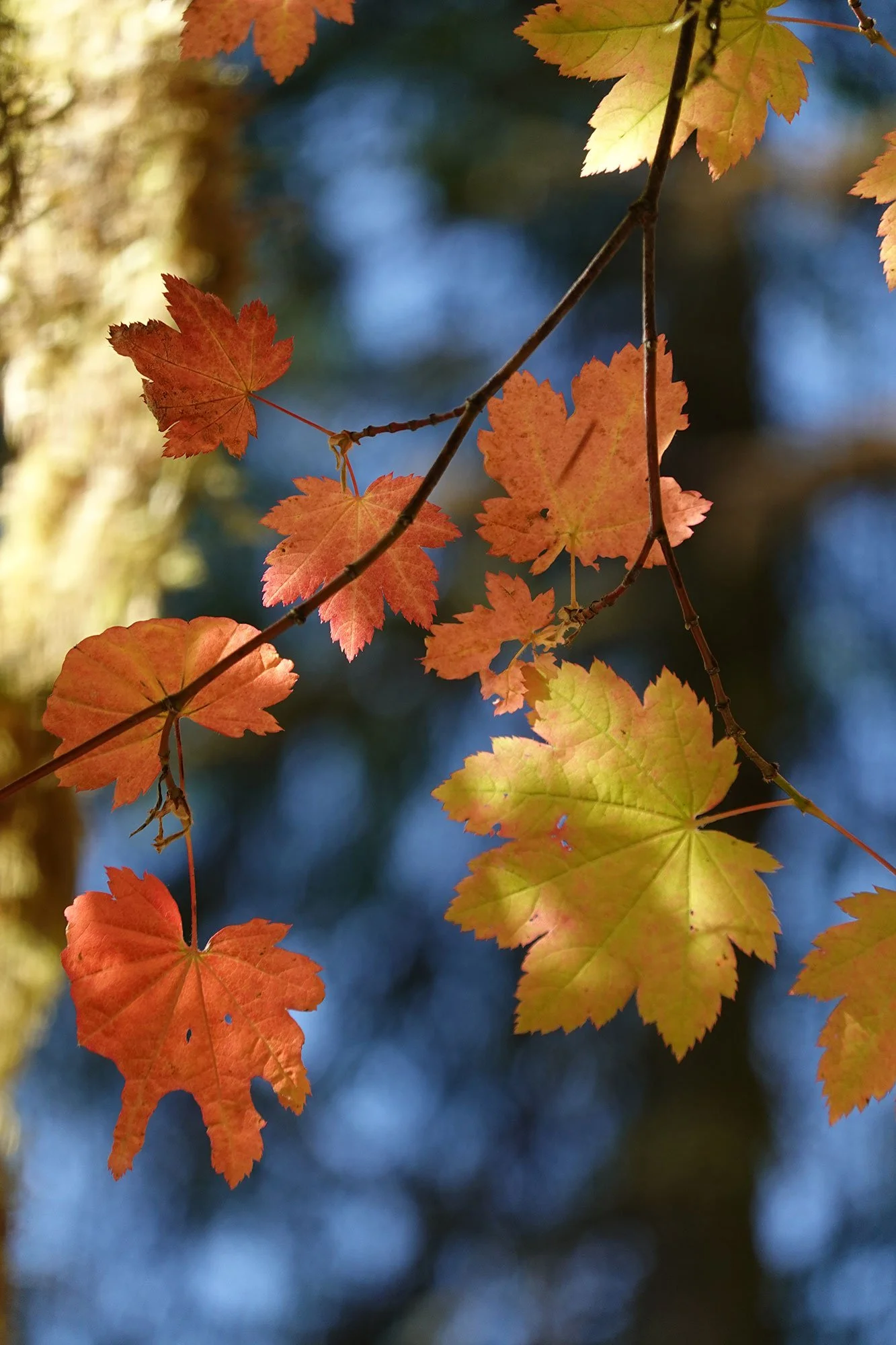 Red and yellow leaves on a tree branch