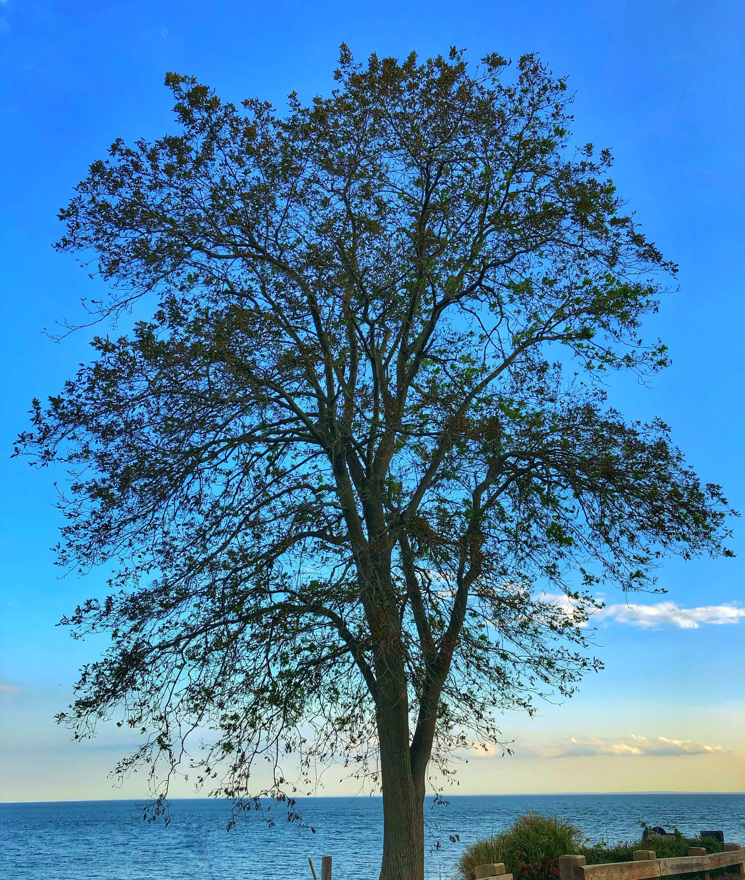 Morningside Moments by Ann $