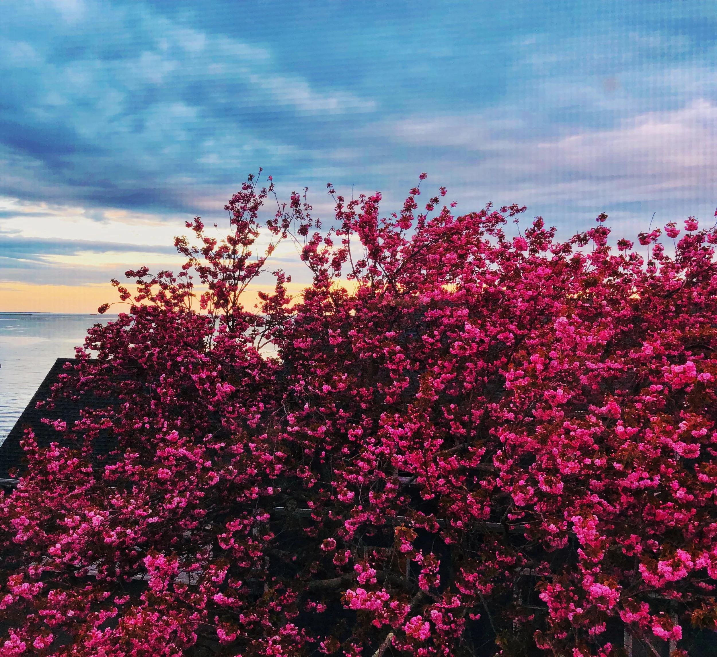 Morningside Moments by Ann $