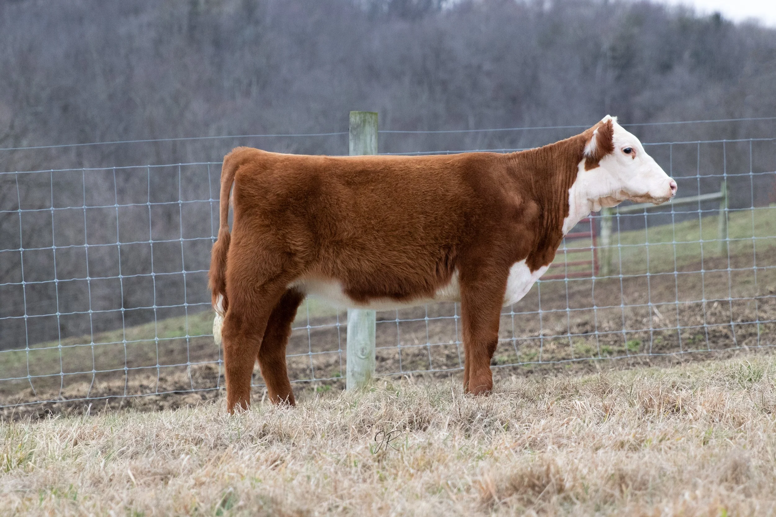 Heifer 1-1.jpg
