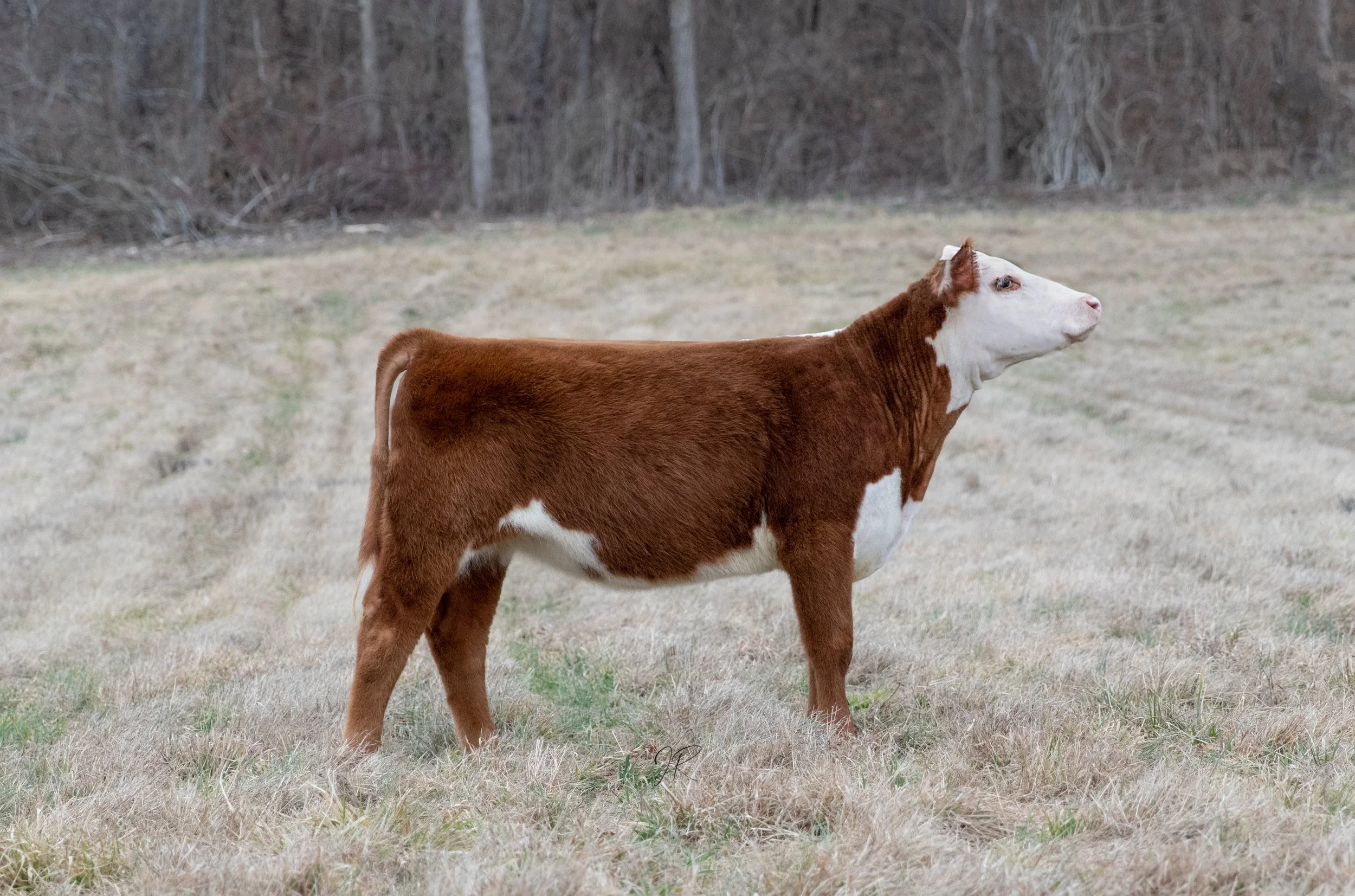 Heifer 3.jpg
