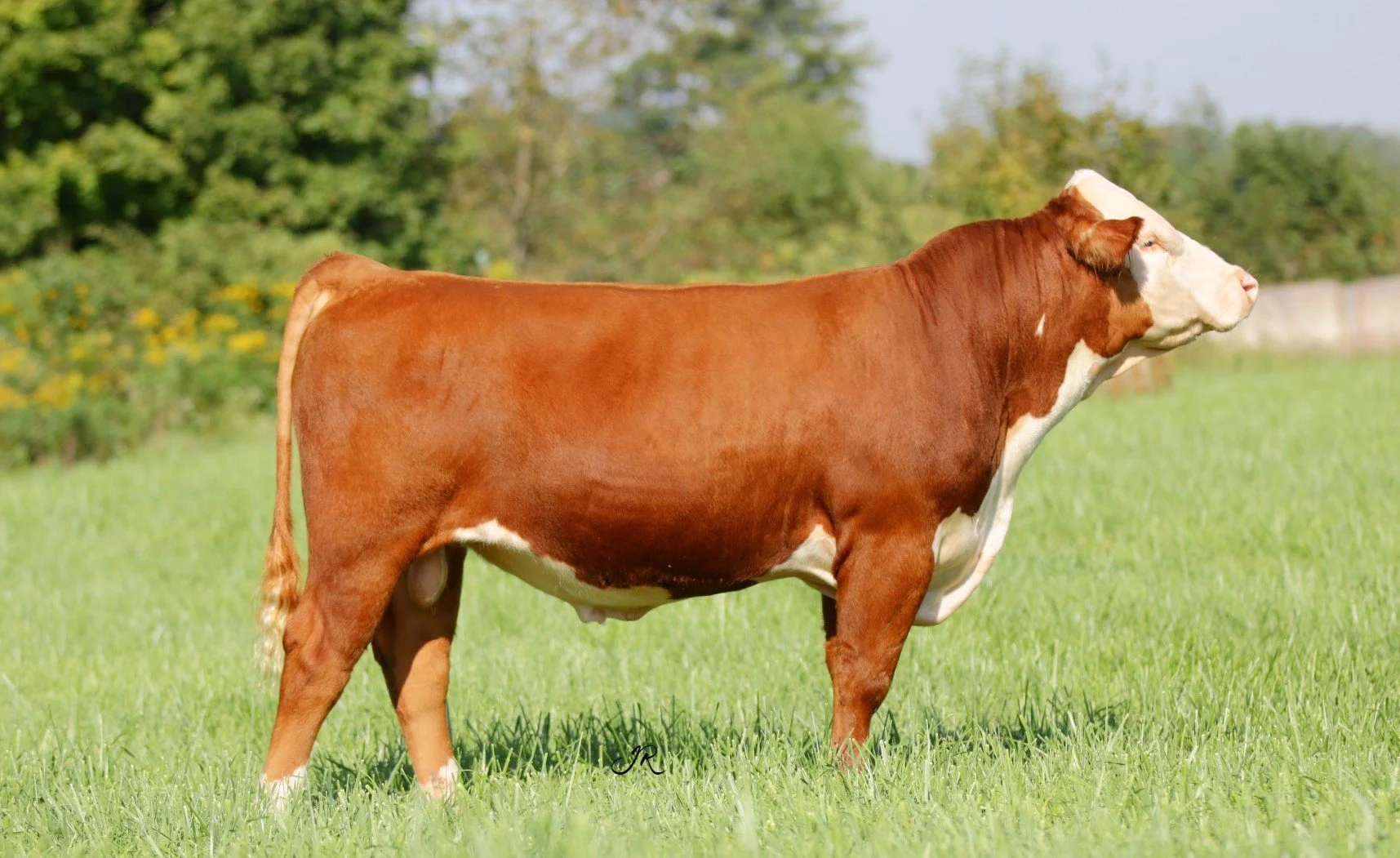 BULL (2).jpg