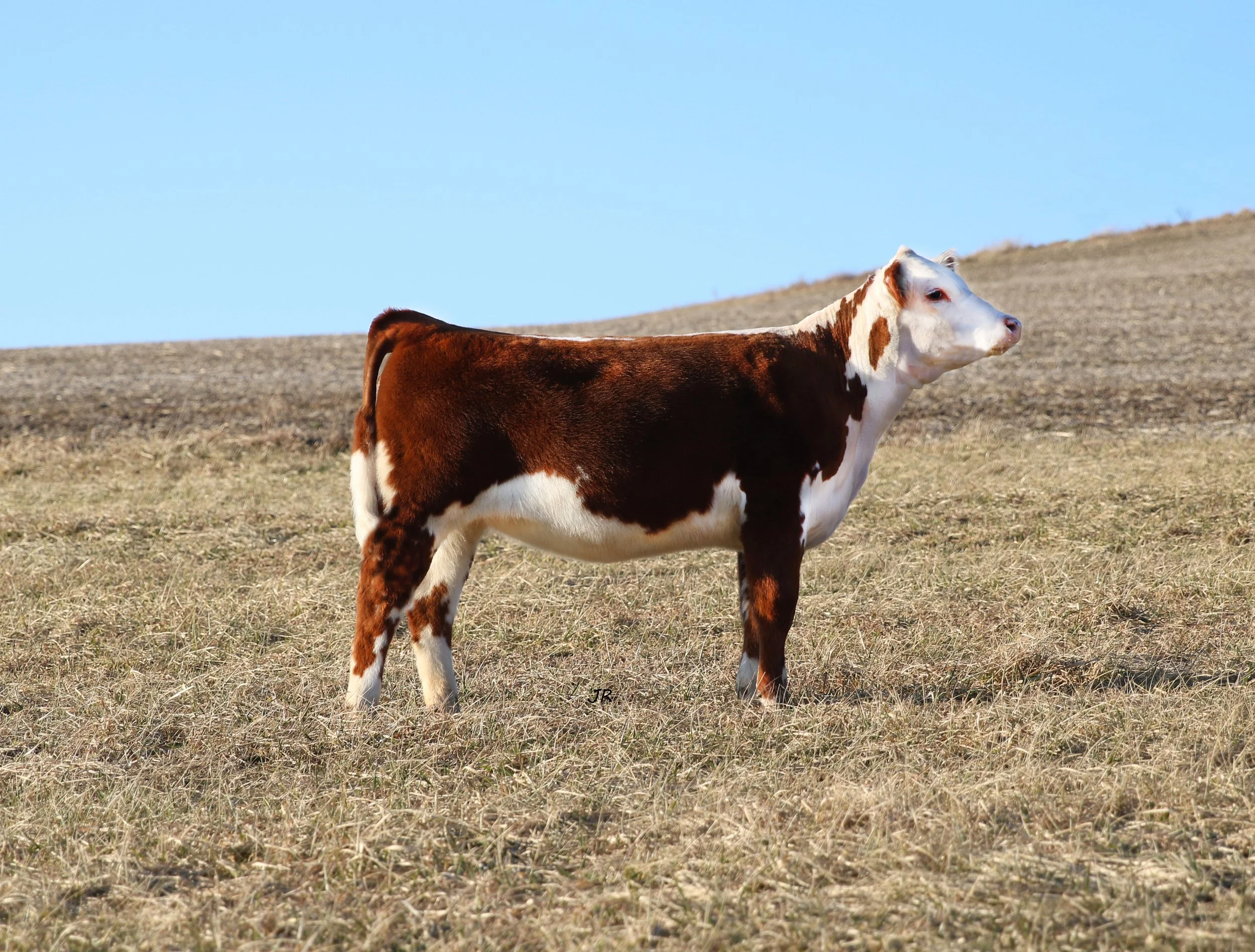 SOPHA Donation Heifer 22.jpg