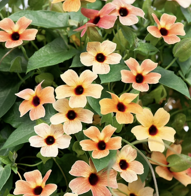 Screenshot 2026-03-31 at 1.22.32 AM.png