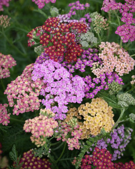 Yarrow - fruit burst (perennial)