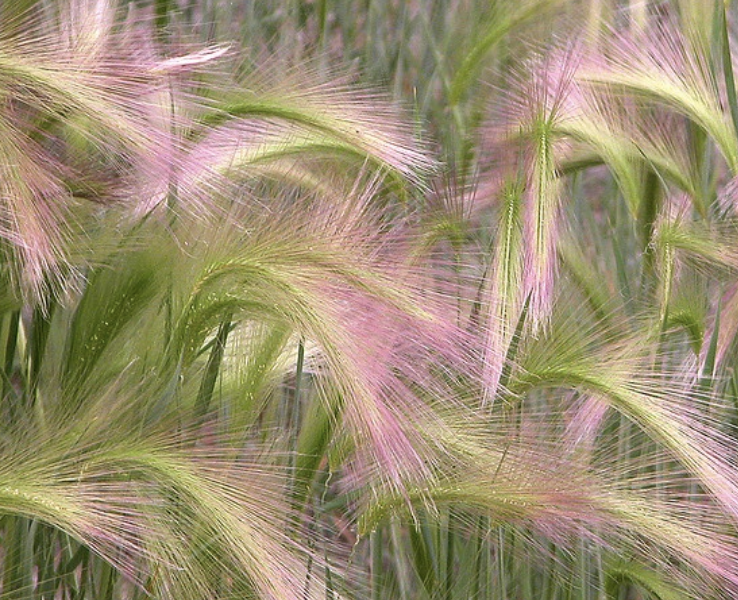 Grass Foxtail Barley (perennial)