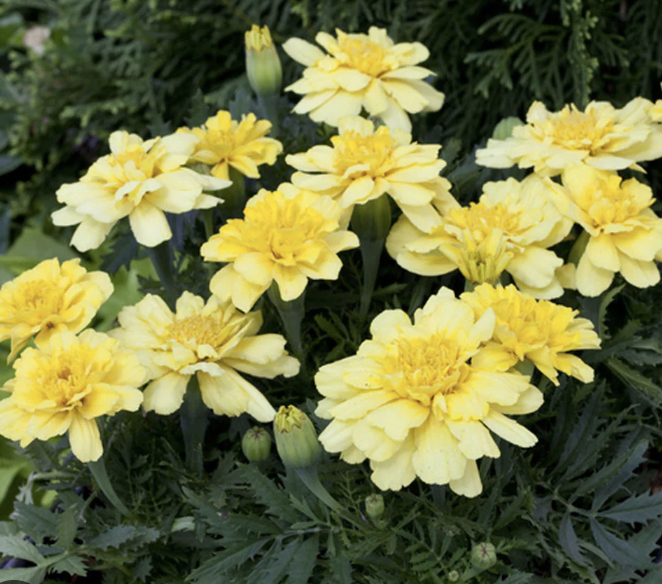 Marigold - vanilla cream (dwarf)