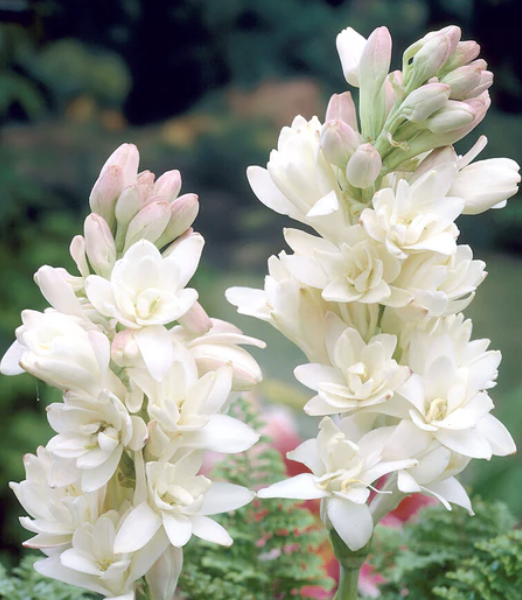 Tuberose - pearl double (perennial bulbs)