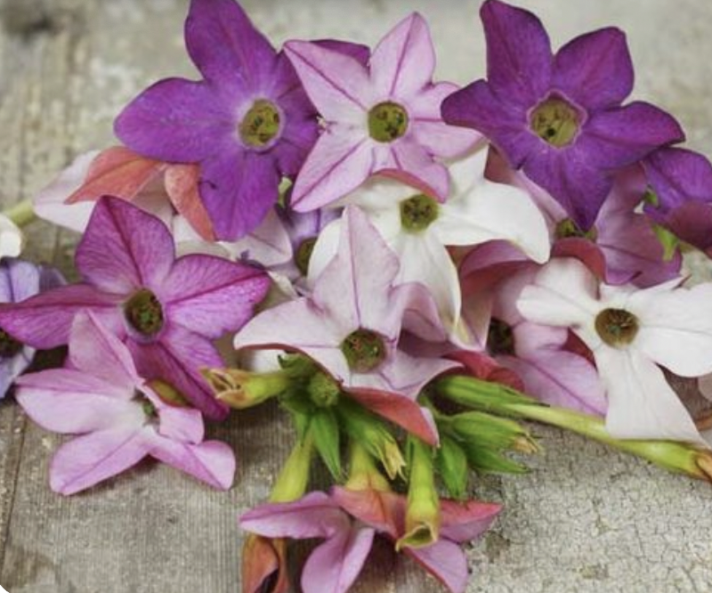 Nicotiana Scentsation