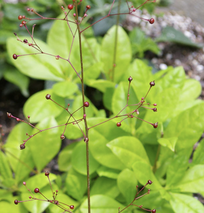 Jewels of Opar limon (perennial)