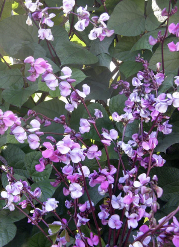Vine - hyacinth bean