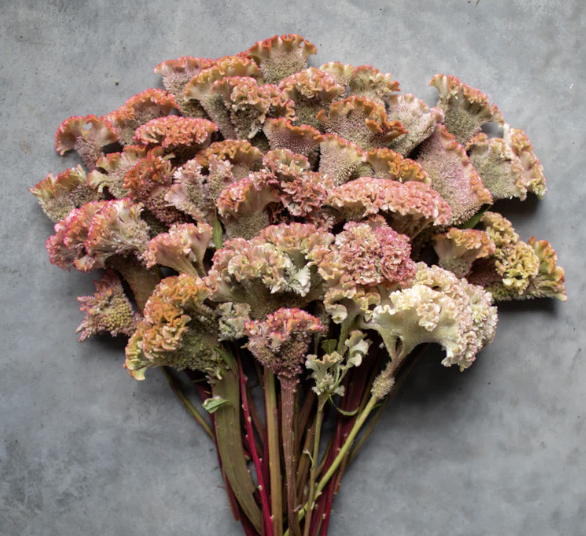 Celosia dusty rose