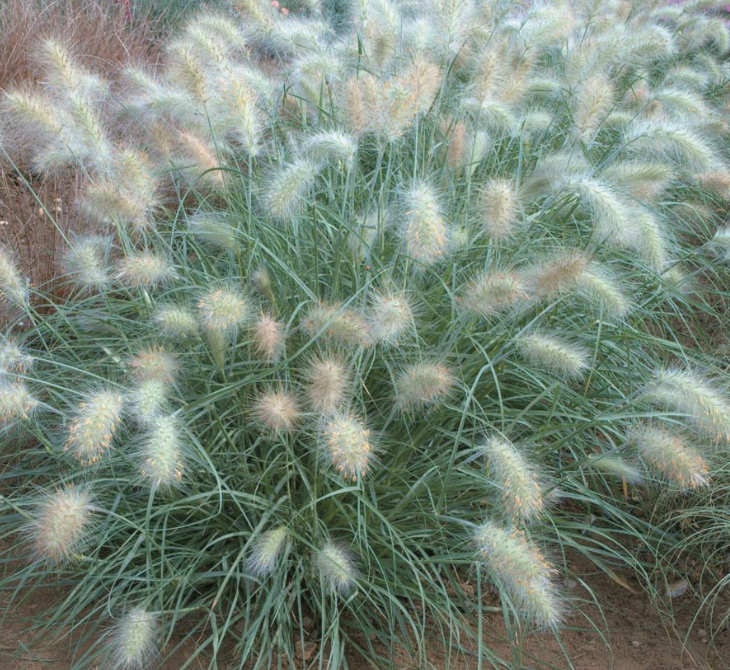 Grass feathertop (perennial)