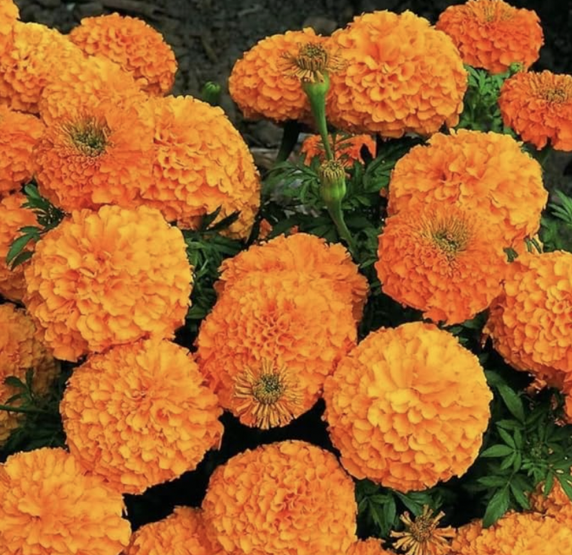 Marigold bali orange (mid)