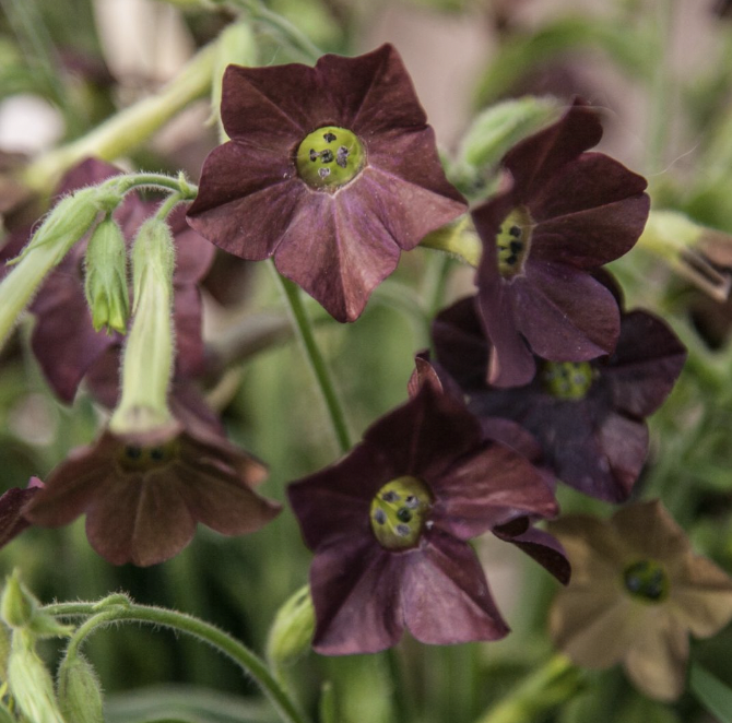 Nicotiana chocolate chip