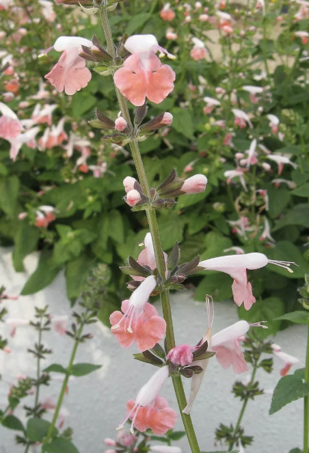Salvia coral nymph (perennial)