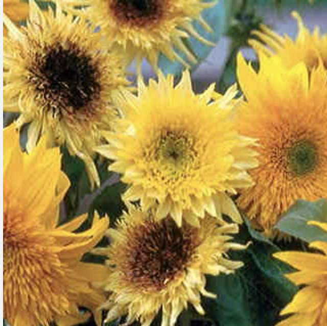 Sunflower starburst mix