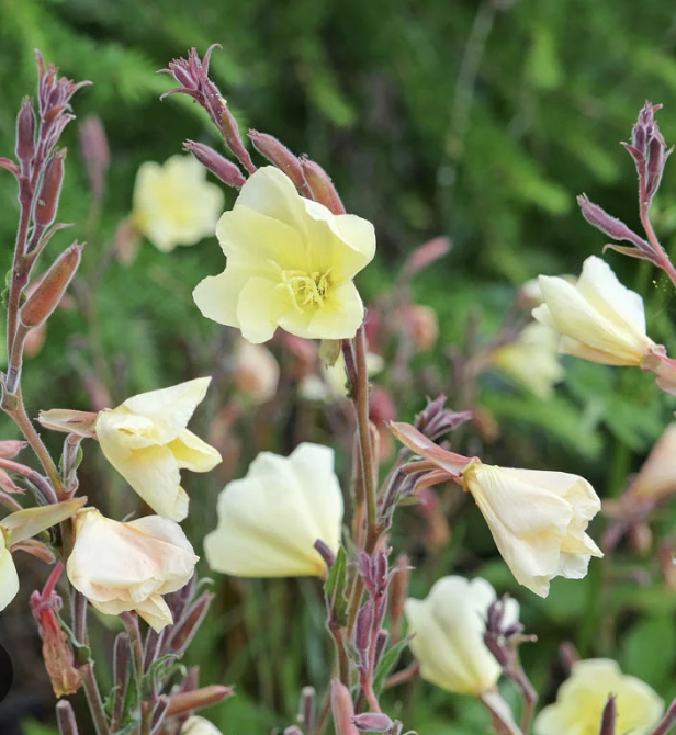 Oenethera - Lemon Sunset (perennial)
