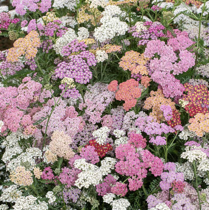 Yarrow - summer berries (perennial)