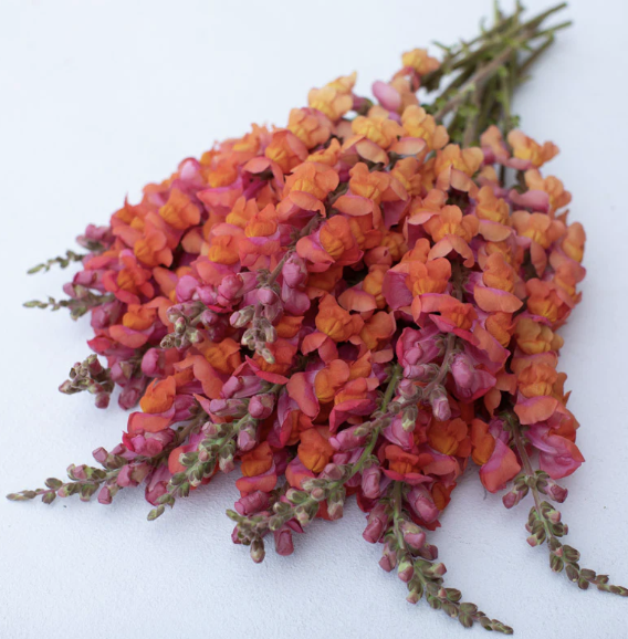 Screenshot 2025-11-01 at 3.21.49 PM.png