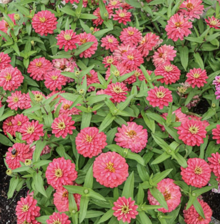Zinnia Double Salmon (dwarf)