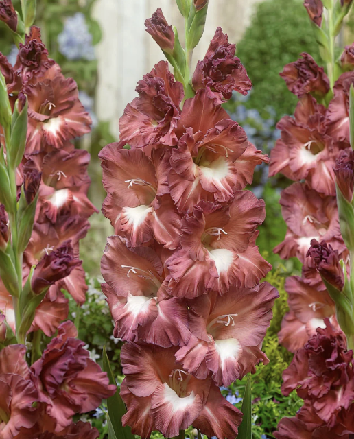 Gladiolus - cappuchino (loose bulbs)