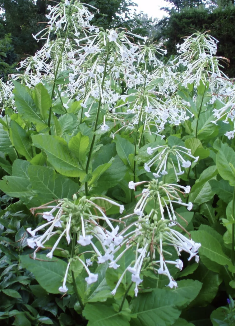 Nicotiana - woodland *NEW