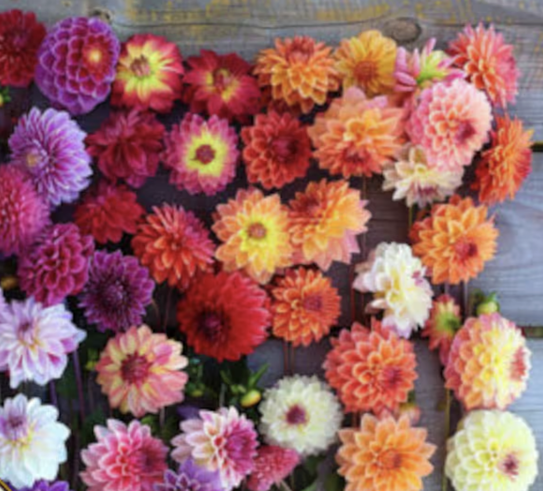 Dahlia Double Extreme (mid)