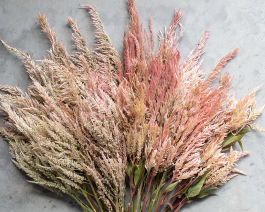 Celosia - Vintage Rose *NEW